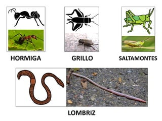 LOMBRIZ
HORMIGA GRILLO SALTAMONTES
 