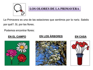 LOS OLORES DE LA PRIMAVERA
La Primavera es una de las estaciones que sentimos por la nariz. Sabéis
por qué?. Si, por las flores.
Podemos encontrar flores:
EN EL CAMPO EN LOS ÁRBORES EN CASA
 