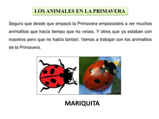 LOS ANIMALES EN LA PRIMAVERA
Seguro que desde que empezó la Primavera empezasteis a ver muchos
animalitos que hacía tiempo que no veíais. Y otros que ya estaban con
nosotros pero que no había tantos!. Vamos a trabajar con los animalitos
de la Primavera.
MARIQUITA
 