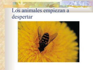 Los animales empiezan a despertar