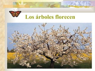 Los árboles florecen