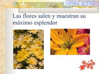 Las flores salen y muestran su máximo esplendor