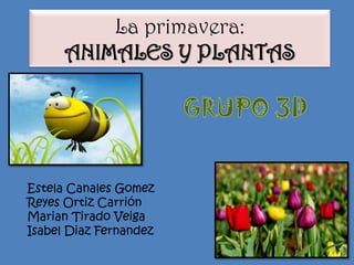 La primavera:
      ANIMALES Y PLANTAS




Estela Canales Gomez
Reyes Ortiz Carrión
Marian Tirado Veiga
Isabel Diaz Fernandez
 