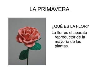 LA PRIMAVERA ,[object Object]