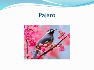 Pajaro
 