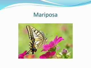 Mariposa
 
