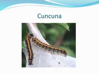 Cuncuna
 