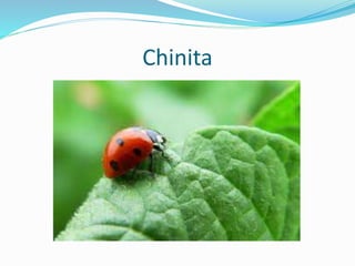 Chinita
 