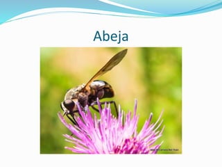 Abeja
 