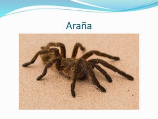 Araña
 