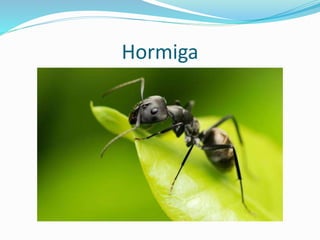 Hormiga
 