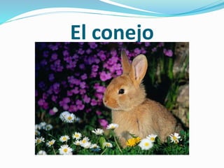El conejo
 