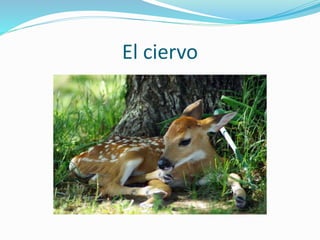 El ciervo
 