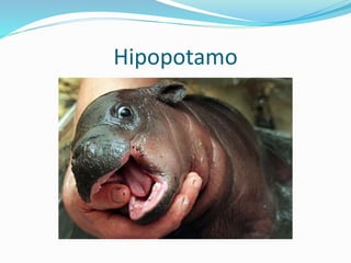 Hipopotamo
 