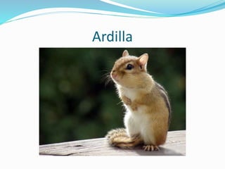 Ardilla
 