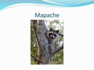 Mapache
 