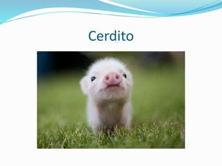 Cerdito
 