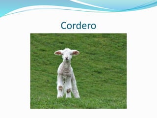 Cordero
 