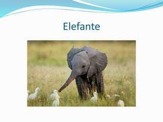 Elefante
 