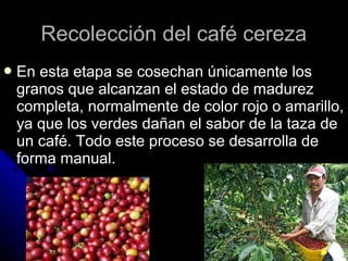 Recolección del café cerezaRecolección del café cereza
 En esta etapa se cosechan únicamente losEn esta etapa se cosechan únicamente los
granos que alcanzan el estado de madurezgranos que alcanzan el estado de madurez
completa, normalmente de color rojo o amarillo,completa, normalmente de color rojo o amarillo,
ya que los verdes dañan el sabor de la taza deya que los verdes dañan el sabor de la taza de
un café. Todo este proceso se desarrolla deun café. Todo este proceso se desarrolla de
forma manual.forma manual.
 