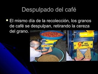 Despulpado del caféDespulpado del café
 El mismo día de la recolección, los granosEl mismo día de la recolección, los granos
de café se despulpan, retirando la cerezade café se despulpan, retirando la cereza
del grano.del grano.
 