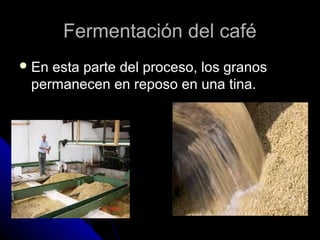 Fermentación del caféFermentación del café
 En esta parte del proceso, los granosEn esta parte del proceso, los granos
permanecen en reposo en una tina.permanecen en reposo en una tina.
 