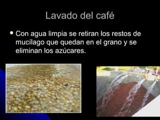 Lavado del caféLavado del café
 Con agua limpia se retiran los restos deCon agua limpia se retiran los restos de
mucílago que quedan en el grano y semucílago que quedan en el grano y se
eliminan los azúcares.eliminan los azúcares.
 