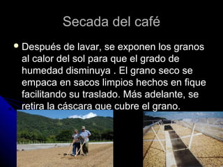 Secada del caféSecada del café
 Después de lavar, se exponen los granosDespués de lavar, se exponen los granos
al calor del sol para que el grado deal calor del sol para que el grado de
humedad disminuya . El grano seco sehumedad disminuya . El grano seco se
empaca en sacos limpios hechos en fiqueempaca en sacos limpios hechos en fique
facilitando su traslado. Más adelante, sefacilitando su traslado. Más adelante, se
retira la cáscara que cubre el grano.retira la cáscara que cubre el grano.
 