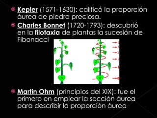Kepler  (1571-1630): calificó la proporción áurea de piedra preciosa. Charles Bonnet  (1720-1793): descubrió en la  filotaxia  de plantas la sucesión de Fibonacci Martin Ohm  (principios del XIX): fue el primero en emplear la sección áurea para describir la proporción áurea  