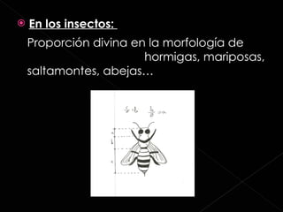 En los insectos:  Proporción divina en la morfología de  hormigas, mariposas, saltamontes, abejas…  