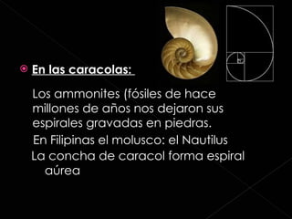En las caracolas:  En Filipinas el molusco: el Nautilus Los ammonites (fósiles de hace millones de años nos dejaron sus espirales gravadas en piedras. La concha de caracol forma espiral  aúrea 