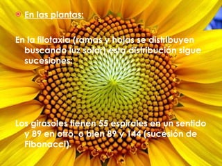 En las plantas: En la filotaxia (ramas y hojas se distribuyen buscando luz solar) esta distribución sigue sucesiones:  Los girasoles tienen 55 espirales en un sentido y 89 en otro, o bien 89 y 144 (sucesión de Fibonacci). 