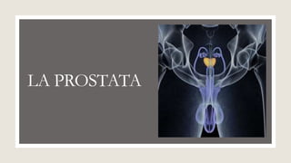 Prostata In English La prostata expo | PPTX