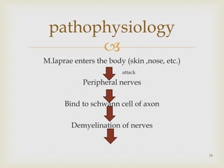 
M.laprae enters the body (skin ,nose, etc.)
attack
Peripheral nerves
Bind to schwann cell of axon
Demyelination of nerves
18
pathophysiology
 