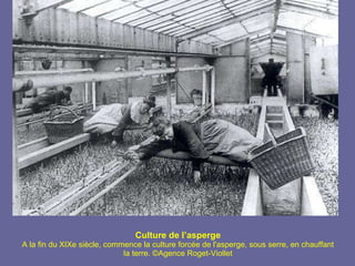 Culture de l’asperge A la fin du XIXe siècle, commence la culture forcée de l'asperge, sous serre, en chauffant la terre. ©Agence Roget-Viollet 