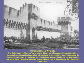 Transhumance à Avignon   A la Saint-Jean (mi-juin), c'est le grand départ vers les Alpes. Les propriétaires d'une même région réunissent leurs troupeaux et les confient à des montagnards jusqu'à la mi-octobre. Les bêtes les plus faibles forment la tête du cortège tandis que les animaux les plus robustes ferment la marche. © Association Aux Amateurs Associés   