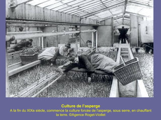 Culture de l’asperge
A la fin du XIXe siècle, commence la culture forcée de l'asperge, sous serre, en chauffant
                             la terre. ©Agence Roget-Viollet
 