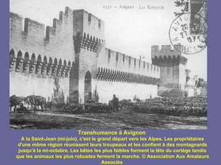 Transhumance à Avignon
  A la Saint-Jean (mi-juin), c'est le grand départ vers les Alpes. Les propriétaires
 d'une même région réunissent leurs troupeaux et les confient à des montagnards
 jusqu'à la mi-octobre. Les bêtes les plus faibles forment la tête du cortège tandis
que les animaux les plus robustes ferment la marche. © Association Aux Amateurs
                                       Associés
 