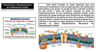 Polarización y Despolarización
de la Membrana Celular
Toda célula necesita un medio adecuado para sus
reacciones bioquímicas y esto se logra gracias a las membranas
plasmáticas cuyo grosor no excede los 5nm y permite controlar
lo que entran y salen del interior neuronal así como la
intercomunicación. En las membranas celulares existen iones
partículas de cargas eléctricas cuya distribución es desigual ya
que el Sodio (Na) se encuentra por fuera de la célula y el Potasio
esta por dentro, cuando una neurona se perturba producto de un
estimulo y los iones de sodio penetran el interior de la célula
proceso se llama Despolarización. Mecanismo de
Despolarización Celular
 