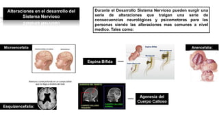 Alteraciones en el desarrollo del
Sistema Nervioso
Durante el Desarrollo Sistema Nervioso pueden surgir una
serie de alteraciones que traigan una serie de
consecuencias neurológicas y psicomotoras para las
personas siendo las alteraciones mas comunes a nivel
medico. Tales como:
Microencefalia
Espina Bífida
Anencefalia:
Agenesia del
Cuerpo Calloso
Esquizencefalia:
 