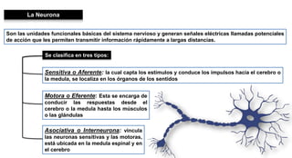 La Neurona
Son las unidades funcionales básicas del sistema nervioso y generan señales eléctricas llamadas potenciales
de acción que les permiten transmitir información rápidamente a largas distancias.
Se clasifica en tres tipos:
Sensitiva o Aferente: la cual capta los estímulos y conduce los impulsos hacia el cerebro o
la medula, se localiza en los órganos de los sentidos
Motora o Eferente: Esta se encarga de
conducir las respuestas desde el
cerebro o la medula hasta los músculos
o las glándulas
Asociativa o Interneurona: vincula
las neuronas sensitivas y las motoras,
está ubicada en la medula espinal y en
el cerebro
 