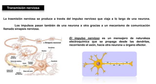Transmisión nerviosa
La trasmisión nerviosa se produce a través del impulso nervioso que viaja a lo largo de una neurona.
Los impulsos pasan también de una neurona a otra gracias a un mecanismo de comunicación
llamado sinapsis nerviosa.
El impulso nervioso es un mensajero de naturaleza
electroquímica que se propaga desde las dendritas,
recorriendo el axón, hacia otra neurona u órgano efector.
 