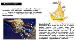 Neurotransmisores
Se encargan de la transmisión de las señales desde
una neurona hasta la siguiente a través de las sinapsis.
También se encuentran en la terminal axónica de las
neuronas motoras, donde estimulan las fibras musculares
para contraerlas.
La acetilcolina fue el primer neurotransmisor en ser
descubierto. Fue aislado en 1921 por in biólogo
alemán llamado Otto Loewi, quien ganó
posteriormente el premio Nobel por su trabajo. La
acetilcolina tiene muchas funciones: es la
responsable de mucha de la estimulación de los
músculos, incluyendo los músculos del sistema
gastro-intestinal. También se encuentra en neuronas
sensoriales y en el sistema nervioso autónomo, y
participa en la programación del sueño REM.
 