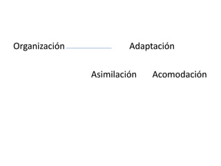 Organización            Adaptación

               Asimilación   Acomodación
 