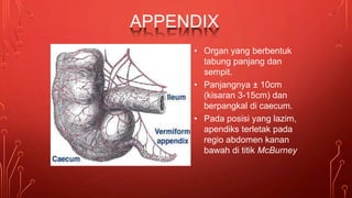 APPENDIX
• Organ yang berbentuk
tabung panjang dan
sempit.
• Panjangnya ± 10cm
(kisaran 3-15cm) dan
berpangkal di caecum.
• Pada posisi yang lazim,
apendiks terletak pada
regio abdomen kanan
bawah di titik McBurney
 