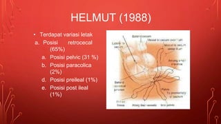 HELMUT (1988)
• Terdapat variasi letak
a. Posisi retrocecal
(65%)
a. Posisi pelvic (31 %)
b. Posisi paracolica
(2%)
d. Posisi preileal (1%)
e. Posisi post ileal
(1%)
 