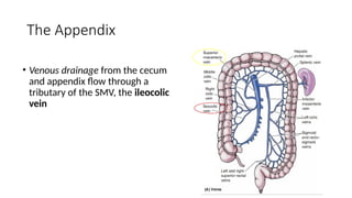 Lapsus appendicitisAppendicitis terbaru d | PPTX