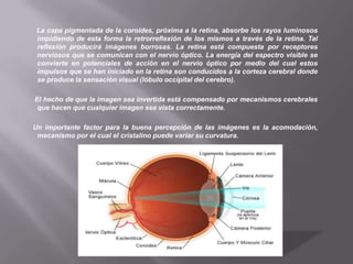         La capa pigmentada de la coroides, próxima a la retina, absorbe los rayos luminosos impidiendo de esta forma la retrorreflexión de los mismos a través de la retina. Tal reflexión producirá imágenes borrosas. La retina está compuesta por receptores nerviosos que se comunican con el nervio óptico. La energía del espectro visible se convierte en potenciales de acción en el nervio óptico por medio del cual estos impulsos que se han iniciado en la retina son conducidos a la corteza cerebral donde se produce la sensación visual (lóbulo occipital del cerebro).       El hecho de que la imagen sea invertida está compensado por mecanismos cerebrales que hacen que cualquier imagen sea vista correctamente.      Un importante factor para la buena percepción de las imágenes es la acomodación, mecanismo por el cual el cristalino puede variar su curvatura.
