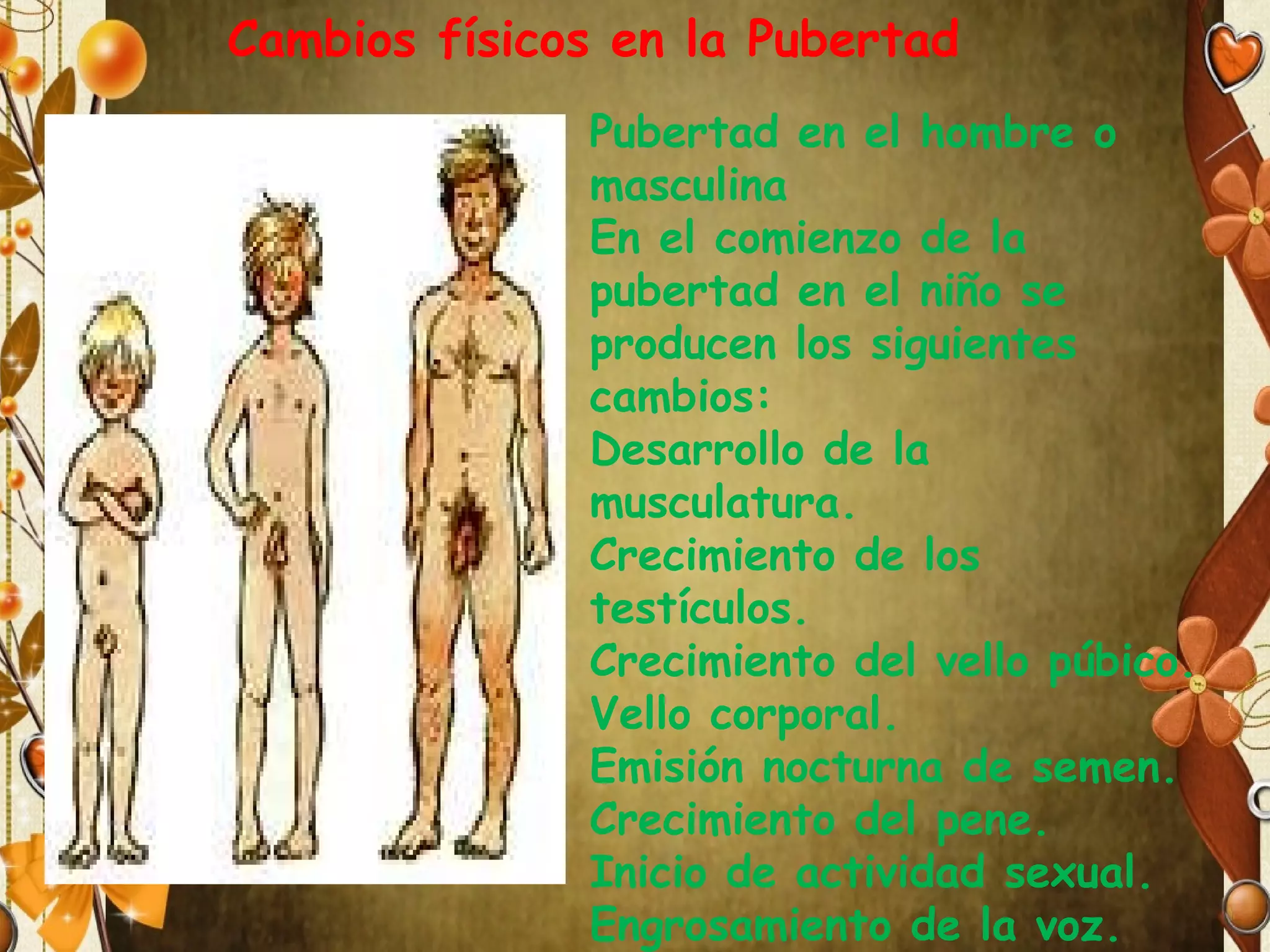 Cambios físicos en la Pubertad
Pubertad en el hombre o
masculina
En el comienzo de la
pubertad en el niño se
producen los siguientes
cambios:
Desarrollo de la
musculatura.
Crecimiento de los
testículos.
Crecimiento del vello púbico.
Vello corporal.
Emisión nocturna de semen.
Crecimiento del pene.
Inicio de actividad sexual.
Engrosamiento de la voz.

 