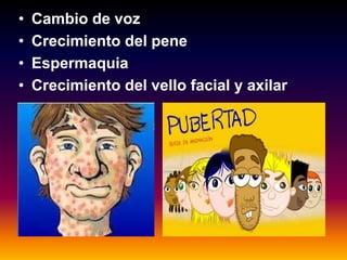 • Cambio de voz
• Crecimiento del pene
• Espermaquia
• Crecimiento del vello facial y axilar
 